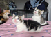 Kittens for sale.