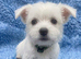 Beautiful, tiny boys available