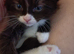 Ragdoll & BSH
