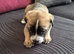 5 stunning pups
