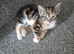 Adorable kittens