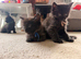 Ready to leave this week - kittens