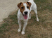 9 month old Parson type Jack Russell for Sale