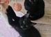 Two boys ready now. Possible delivery