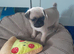 Beautiful Pug XPuggle Puppies