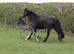 Welsh D Filly