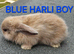 Mini lop babies ONLY 2 BOYS LEFT