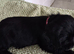 Stunning cocker spaniel puppies