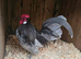 Show Pyle, Blue and White Dutch Bantams