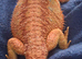 Bearded dragon Female + Viv full set up