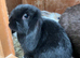 Beautiful Mini Lop Kits