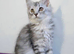 Beautiful GCCF registered maine coon kittens