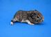 Lakeland Silver Agouti Boar