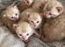 Bengal Albino & Snow Lynx Kittens, TICA Registered. Delivery in October it’s available!!
