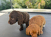 Cocker spaniel pups