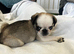Rare blue panda boy pug