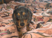 1 beautiful dachshund girl pup ready to Leave for her forever loving home