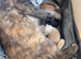 Kittens ready to leave 03/08