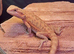 Red hypo trans male