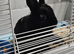 Netherland dwarf rabbit