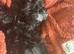 Cockerel puppy female