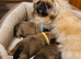 1 Pekingese Puppy