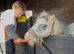 Cute 2 year old mini cob