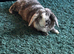 Rehome lop ear