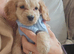 Sad sale of new puppy