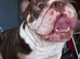 3 Year old English Bulldog