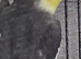 3 Cockatiels for Sale