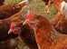 Chickens - Point of Lay Lohman -  Excellent  brown egg layers