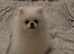 Pomeranians