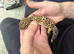 Leopard gecko male stunning