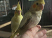 baby cockatiels (handreared)