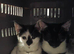 To female kittens available