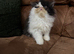 Pedigree Persian Kitten READY NOW