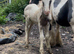 Black and white mare with filly foal out 15hh sire