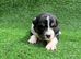 Australian Shepherd Puppies
