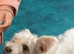 Female biewer terrier