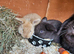 Mini lop babies