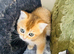 BEAUTIFUL KITTENS LOOKING FOR THEIR FOREVER HOMES!
