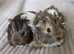 Baby guinea pig