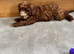 Adorable f1b cavapoo puppies