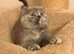 Tica Cinnamon carrier blue cream female