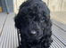 Cockapoo puppies