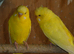 BUDGIES FOR SALE