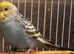 Budgies for sale