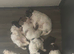 3 x cockapoo puppies available