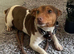 Beautiful miniature male Jack Russell puppie